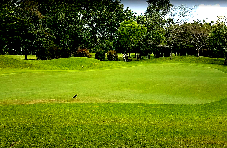 매조골프클럽, 메조 골프클럽,치앙마이 메조 골프클럽, 치앙마이 골프, 태국 골프, mae jo golf 