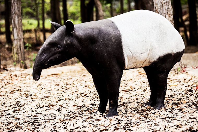 치앙마이 나이트 사파리, 치앙마이 데이 사파리, Day Safari Chiang Mai, Night Safari, 치앙마이 동물원, 치앙마이 야간 동물원