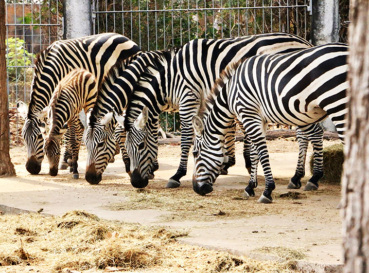 치앙마이 나이트 사파리, 치앙마이 데이 사파리, Day Safari Chiang Mai, Night Safari, 치앙마이 동물원, 치앙마이 야간 동물원