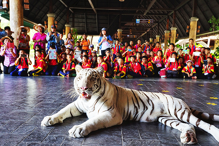 치앙마이 나이트 사파리, 치앙마이 데이 사파리, Day Safari Chiang Mai, Night Safari, 치앙마이 동물원, 치앙마이 야간 동물원